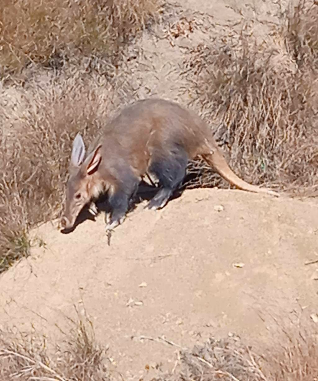 Moorfield anteater